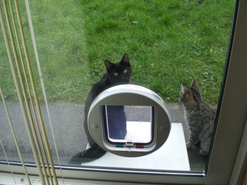 Cat flaps in double glazed doors — boards.ie Now Ye're Talkin'